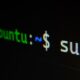 codex linux terminal 80x80